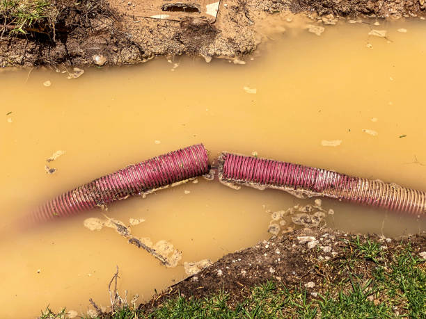 Best Professional water damage repair  in Lake Cassidy, WA